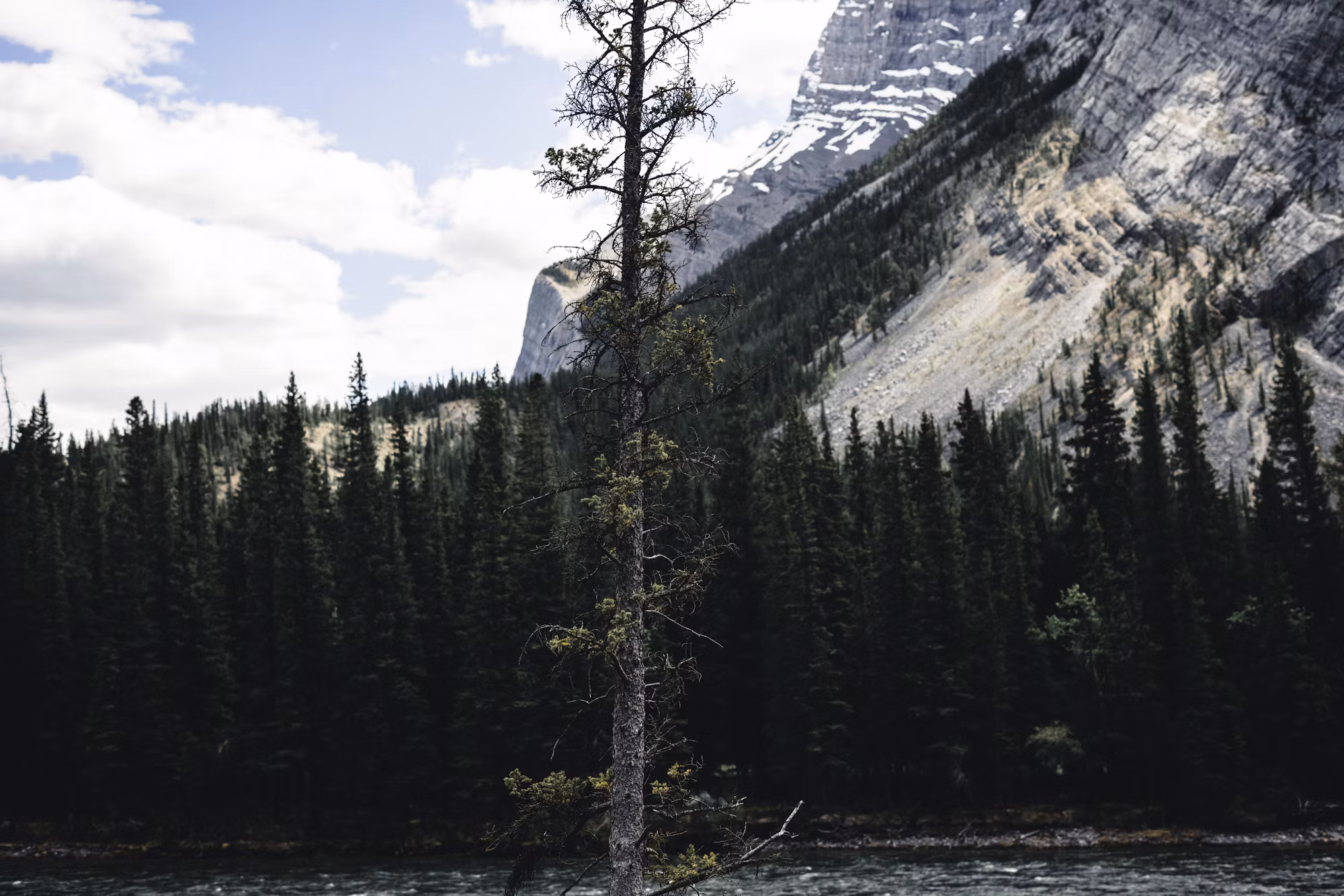 Exploring the Art of Campfire Cooking: Delicious Meals Under the Stars